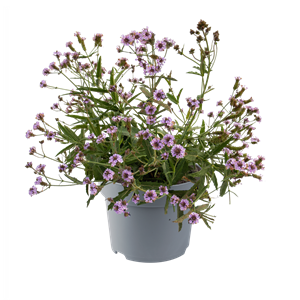 Bild von VP Verbena P19 Rigida polaris Sky Blue